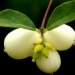 Schneebeere Symphoricarpus door. ‘Marleen’ – Schnitt schneiden