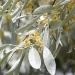 Ölweide Schmalblättrige Elaeagnus angustifolia