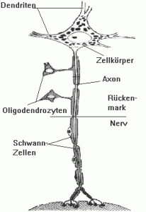 Auslaeufer Auslaeufer