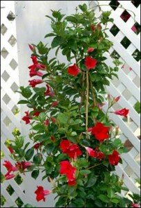 Mandevilla
