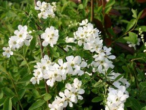 Prunkspiere Prunkspiere