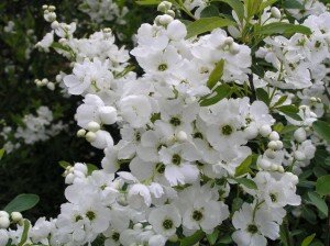 Prunkspiere Prunkspiere