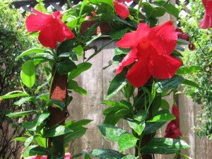 dipladenia