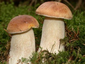 pilze